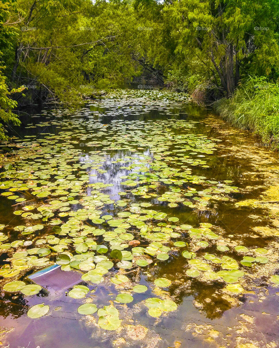 water plants