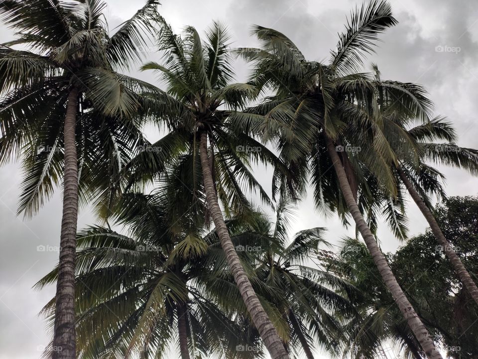 Landscape Mode📷📷
Coconut Plants🌴🌴🌴🌴
Natural Beauty
Awesome Fauna