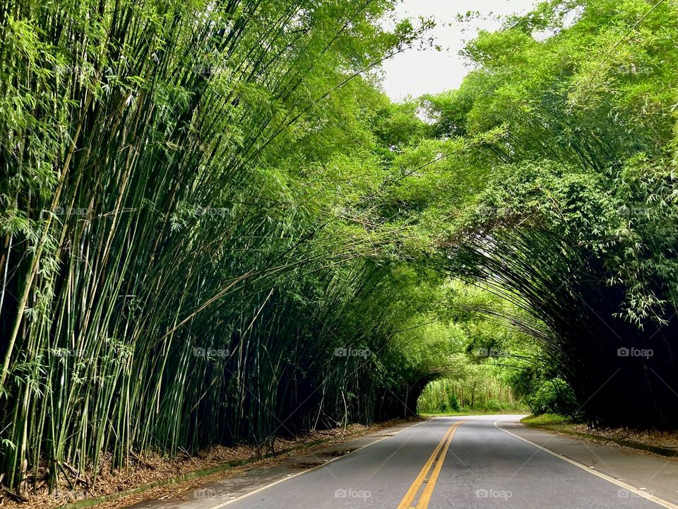 Para quem não conhece, aqui o famoso túnel de #bambu de #Morungaba, uma atração turística da região. 
À noite, ele está iluminado de diversas cores! Muito legal.
Viva a #natureza e a sua beleza