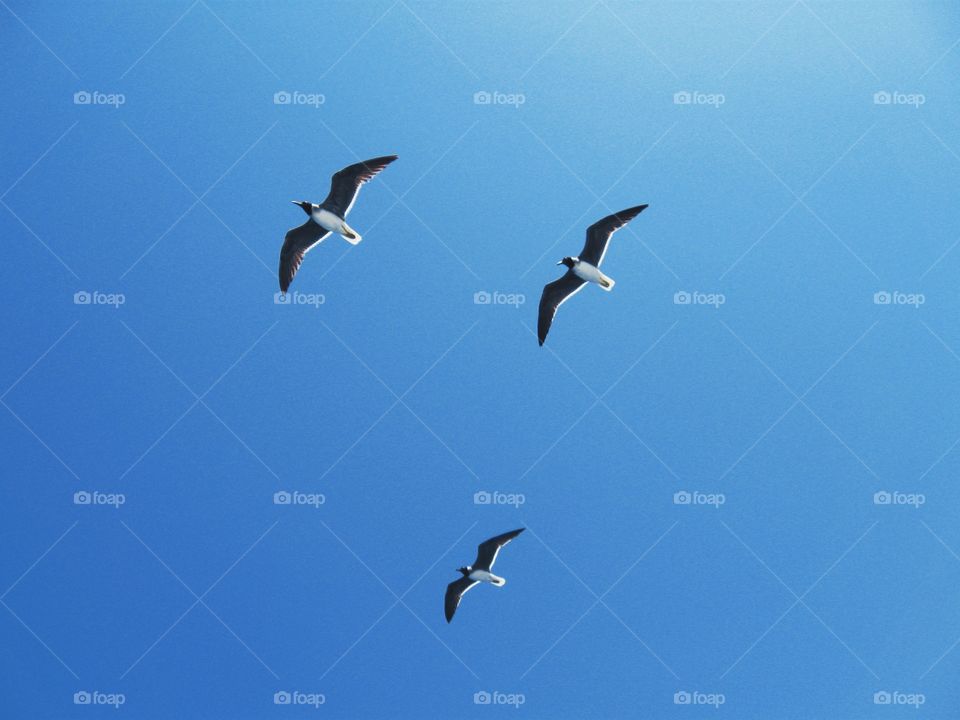 Three birds in the sky
