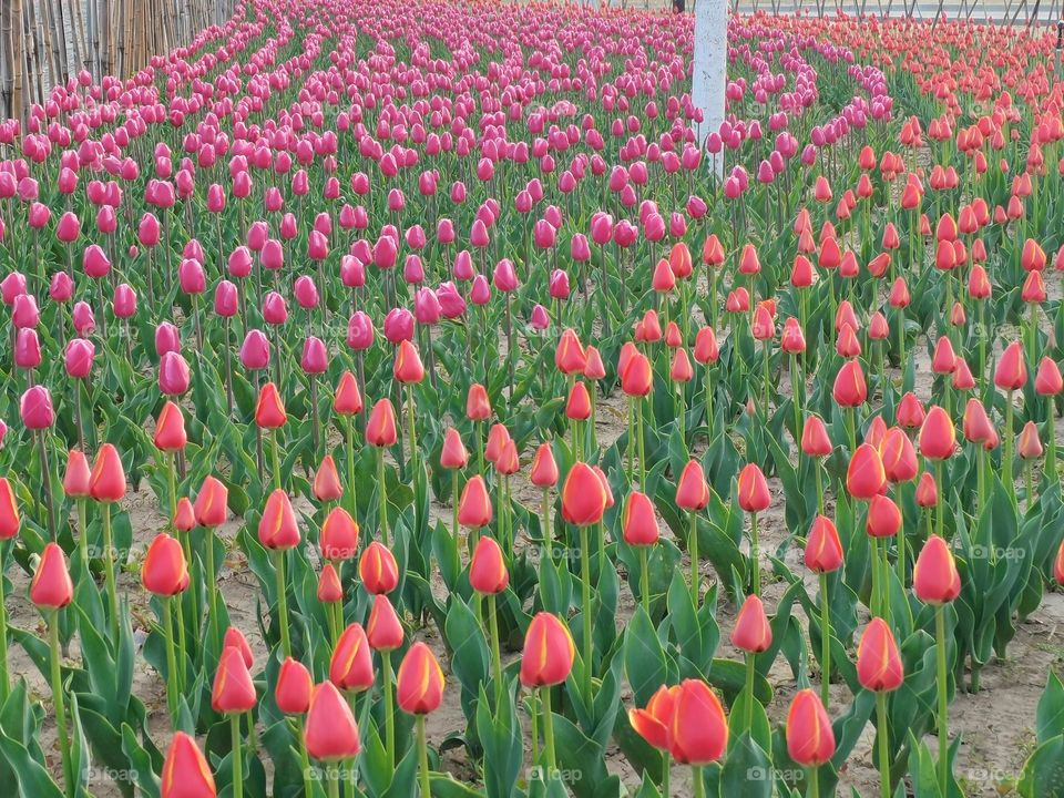 tulips