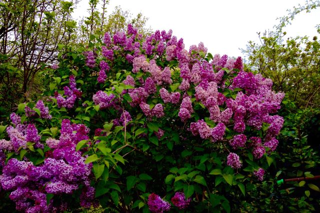 Lilac flowering 