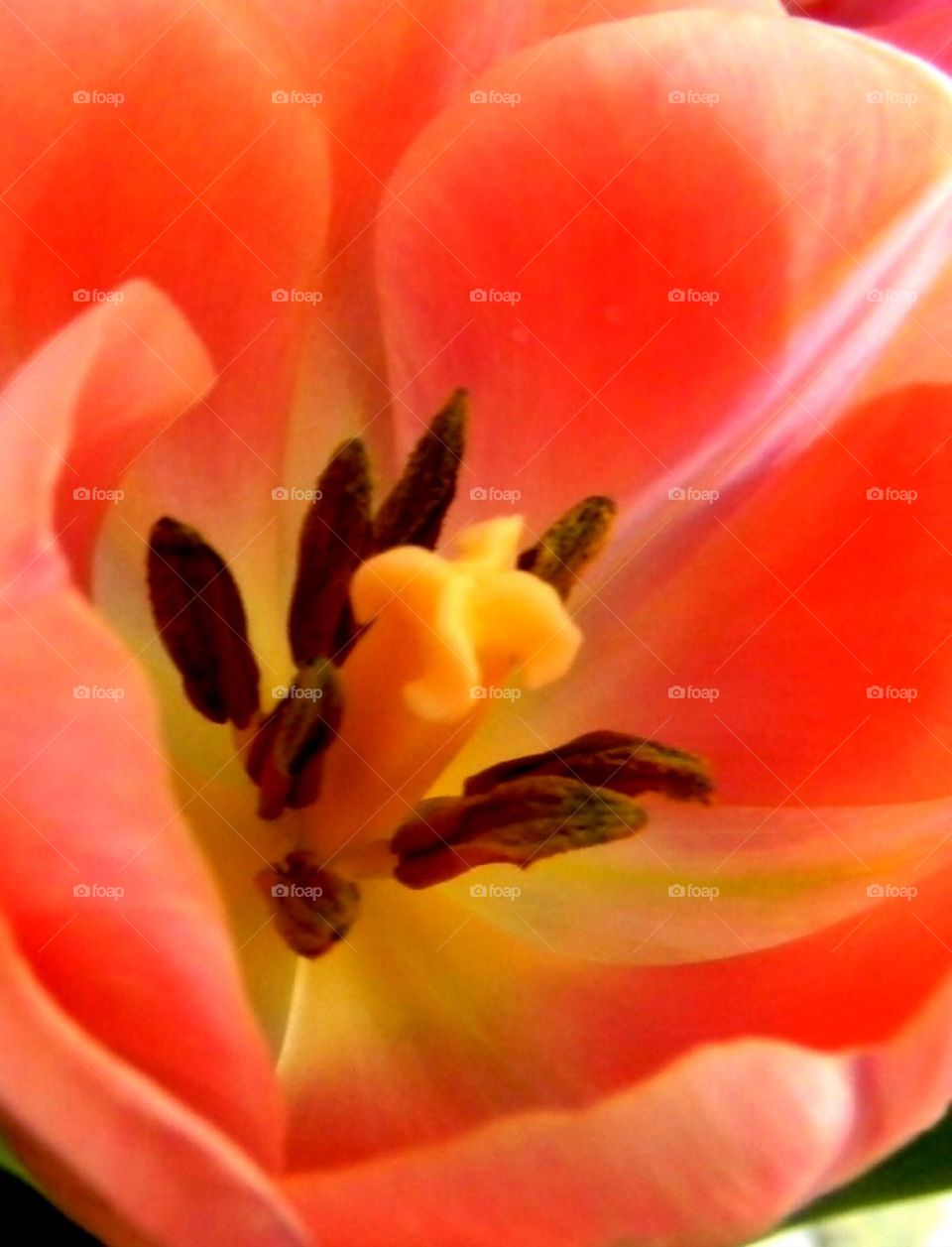 Tulip . A closeup of a tulip given to me on Mother's Day 