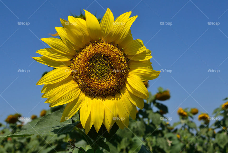 sunflower