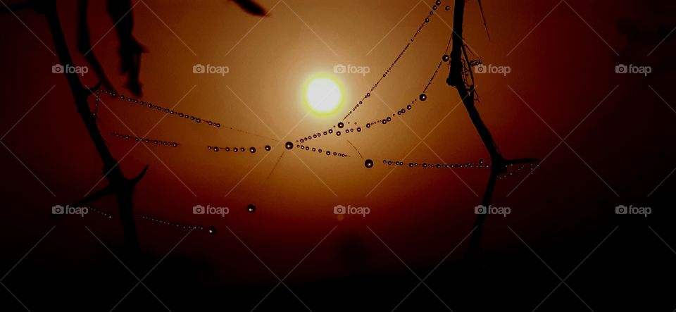 necklace of nature  , they made it so easy ...beyond us...