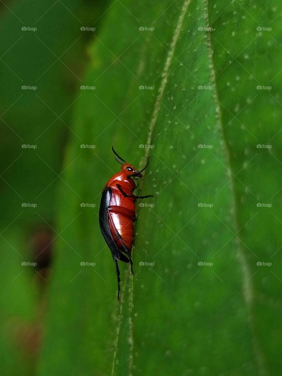 Insect, No Person, Beetle, Nature, Biology