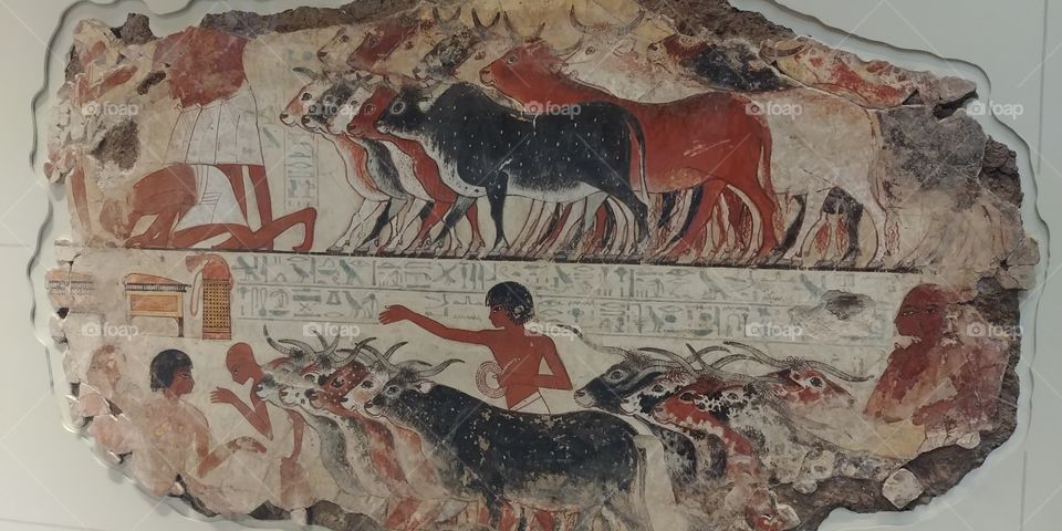 museum exhibit of section of eyption painted wall showing cows and people