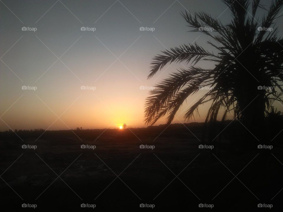 Beautiful sunset and splendid palm tree.