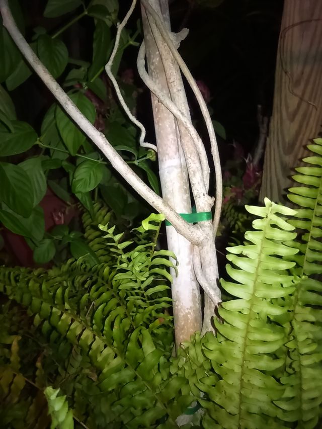 Local Vegetation