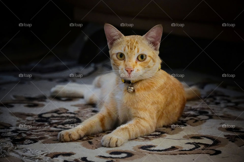 sitting cat with eyes on you