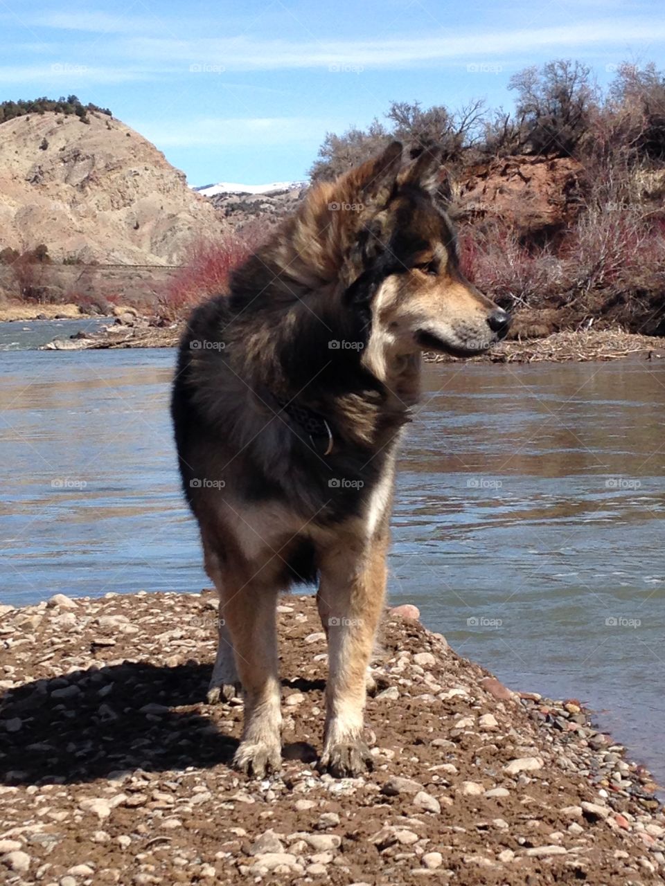 Wolf snowy mountain river. On the eagle river in gypsum Colorado with snow covered peaks 
