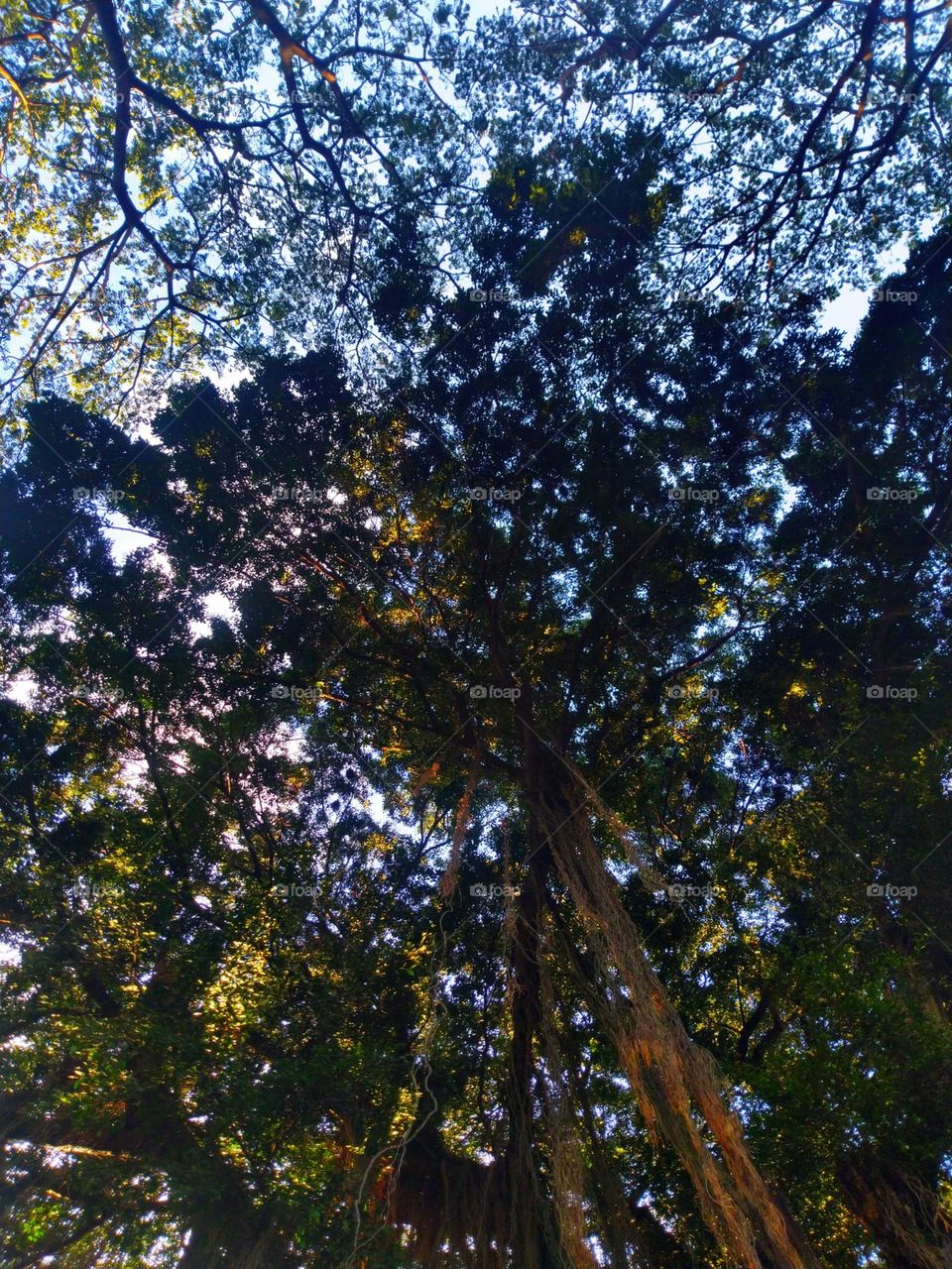 very beautiful bringin tree seen from below