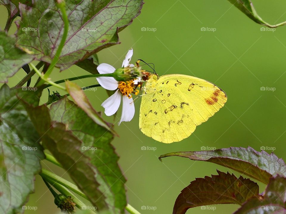 Beautiful and cute butterfly