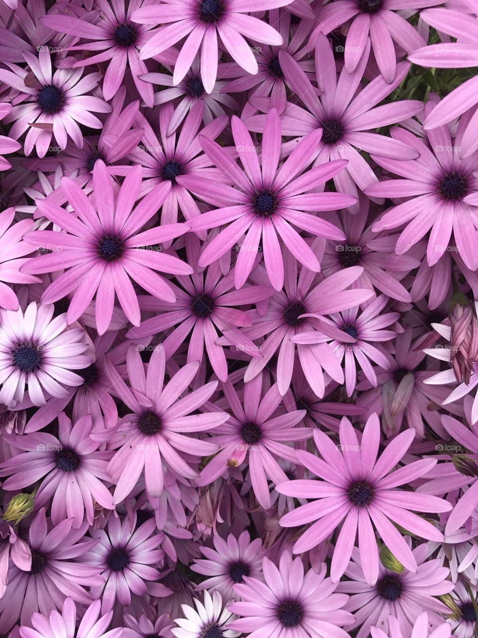 Beautiful Spring Daisies 