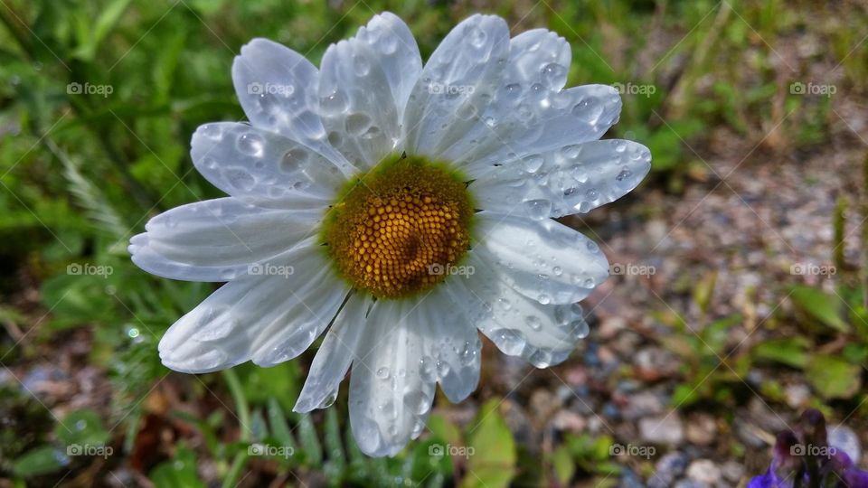 Raindrop flower