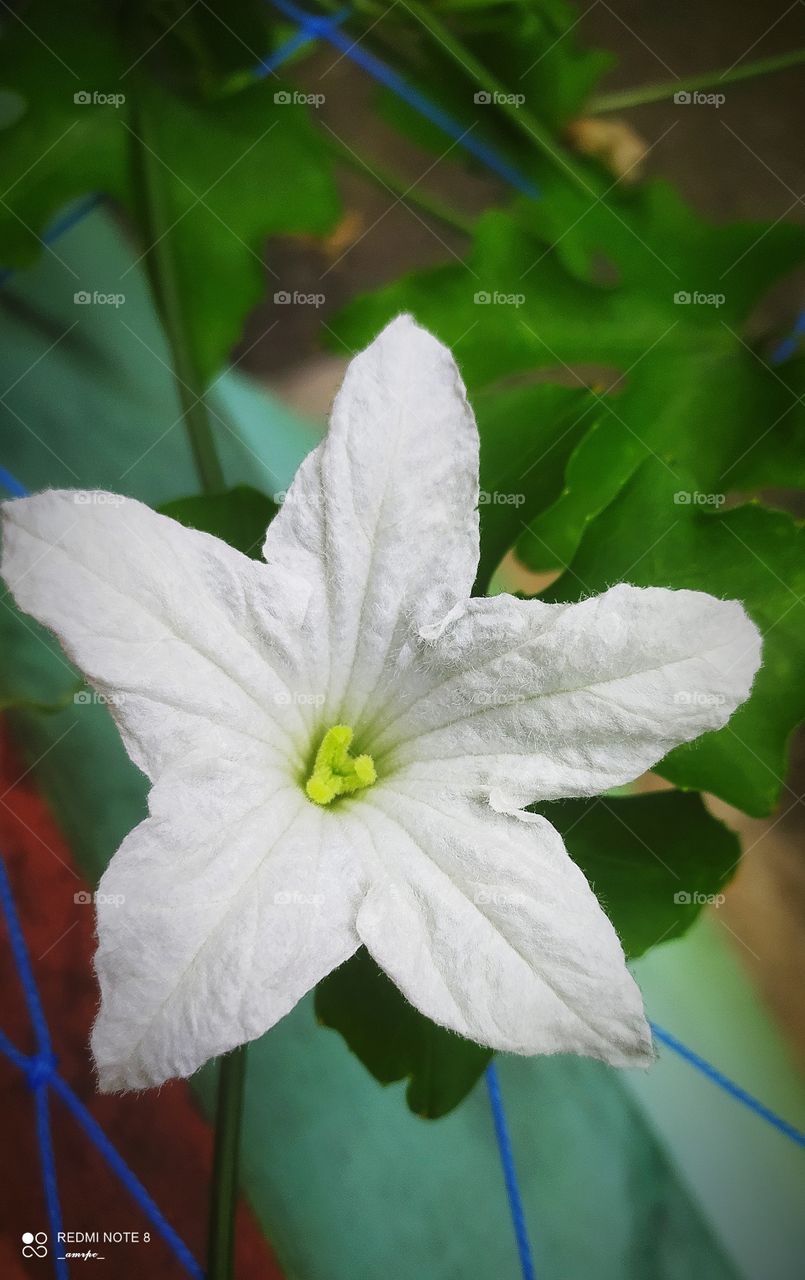 White flower of a vegetable creeper.