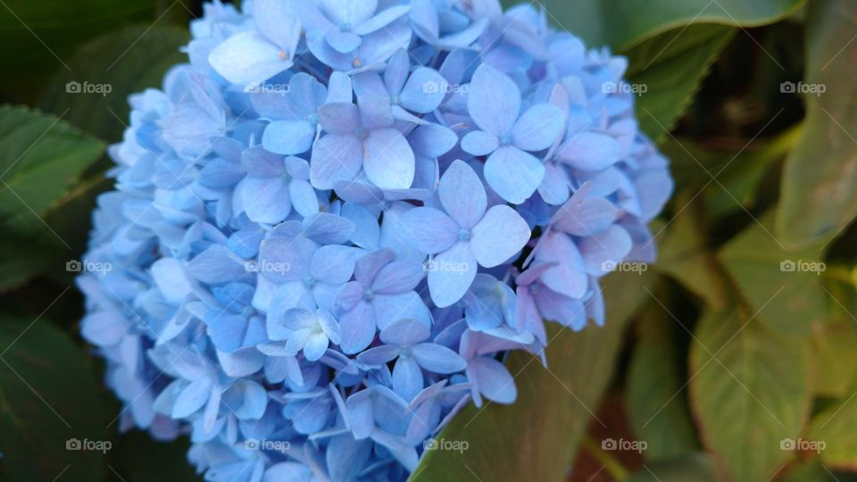 Flores novas azuis, brotos, pétalas. Linda suavidade.