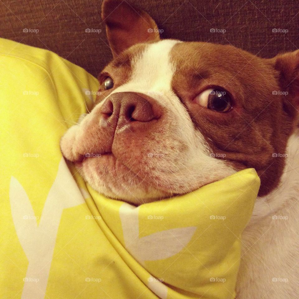 dog pillow hello silly by jessatdiesel