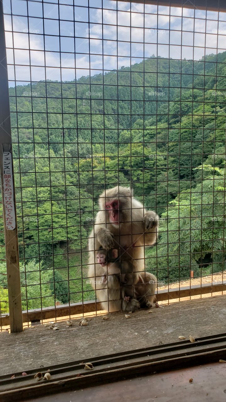 Macaque Mom - Kyoto Japan