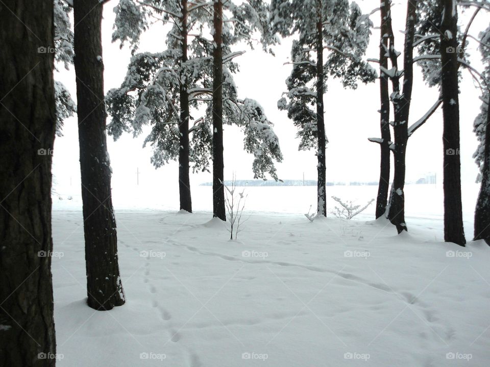 Tree, Snow, Winter, Landscape, Wood