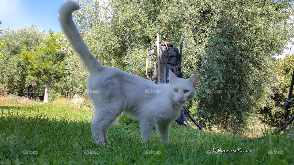 cat garden nature