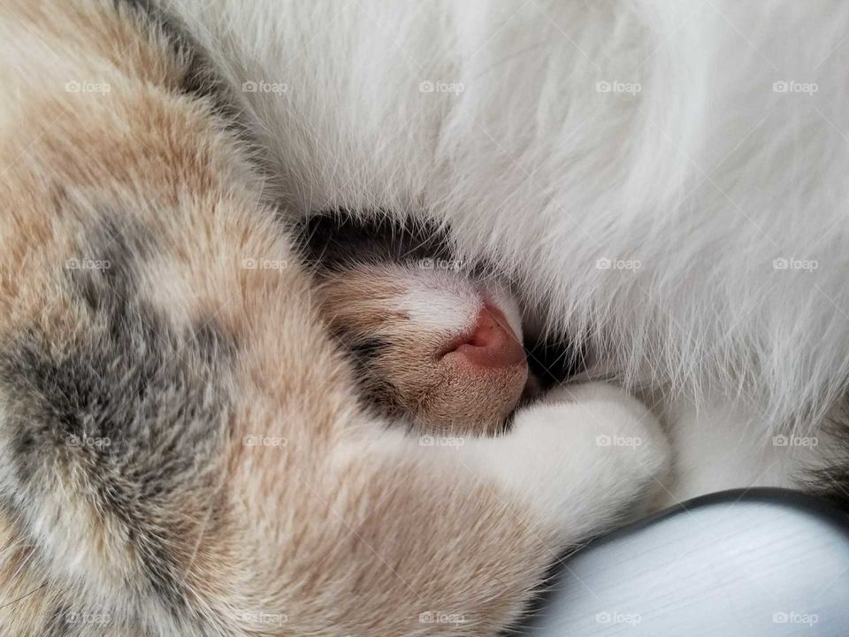 Kitty Textures, Fur and Nose