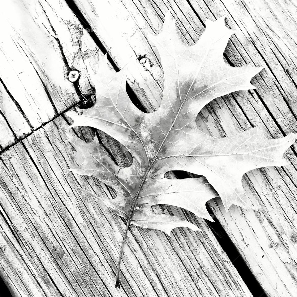 leaf. wood