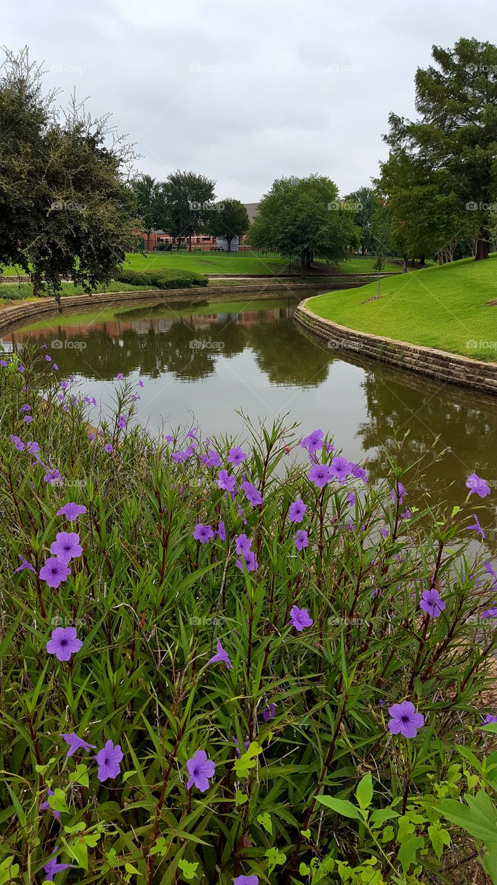 Canal with Purple Flora