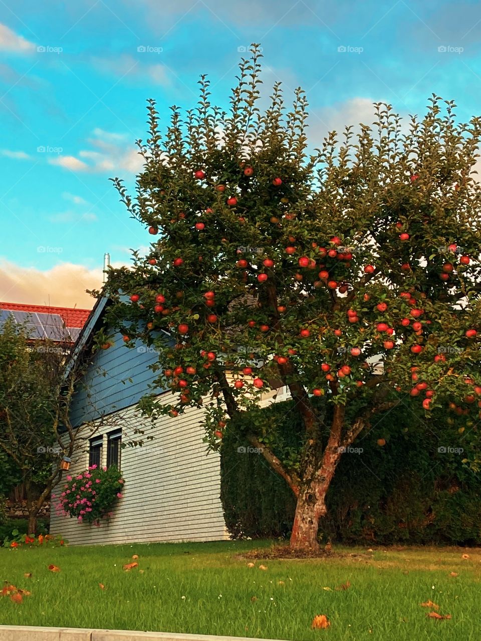 Cute little house 