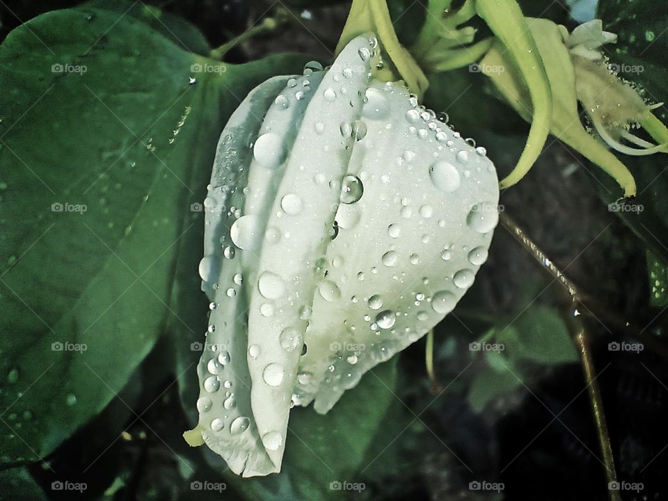 rain drops