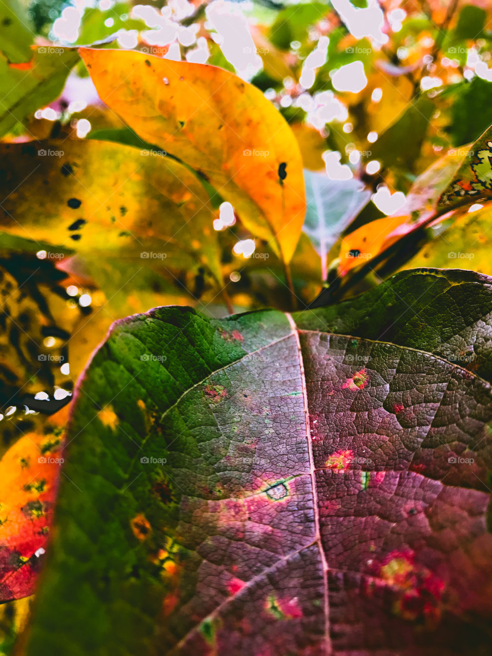 Color in a world where color isn’t always there. 