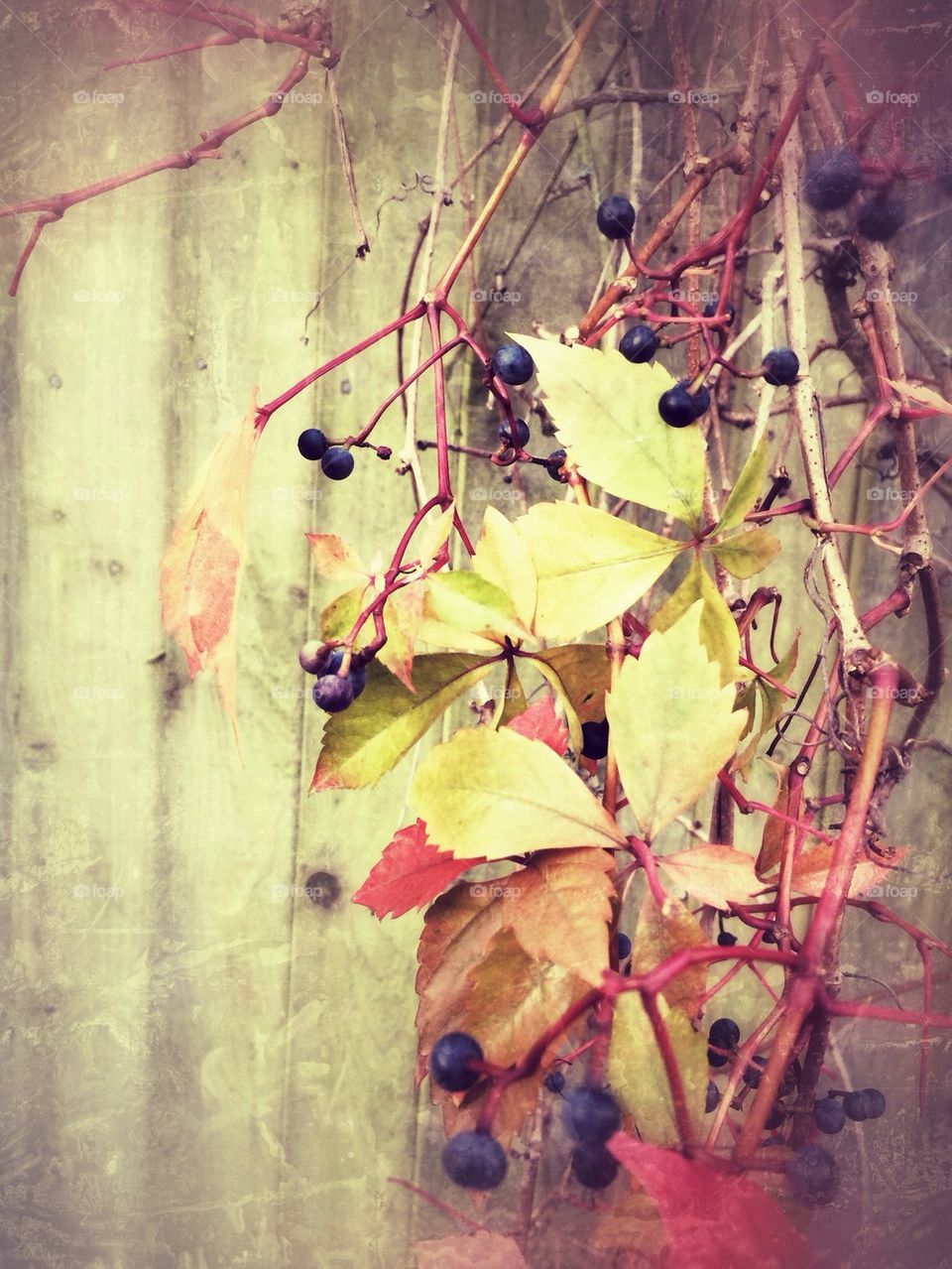 Autumn leaves and berries