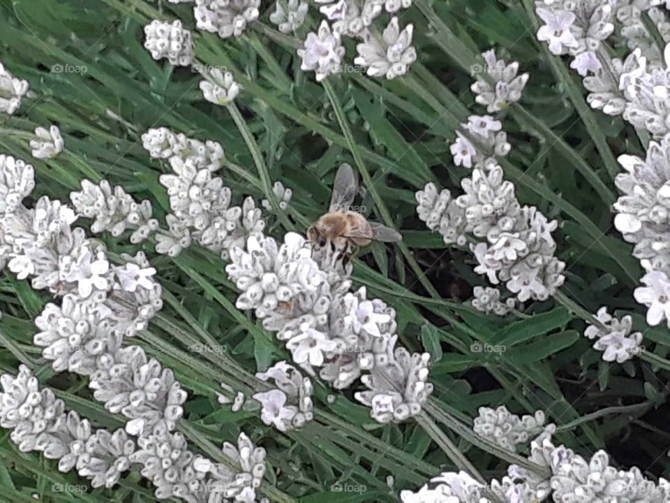 Gardens around the farm