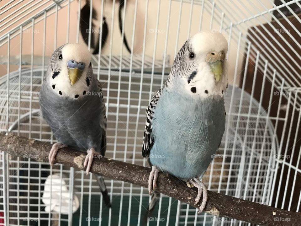 Two lovely blue little parrots. Parrots in cage. Parrots sitting on the branch in their cage and looking straight to the camera. Two blue budgies.