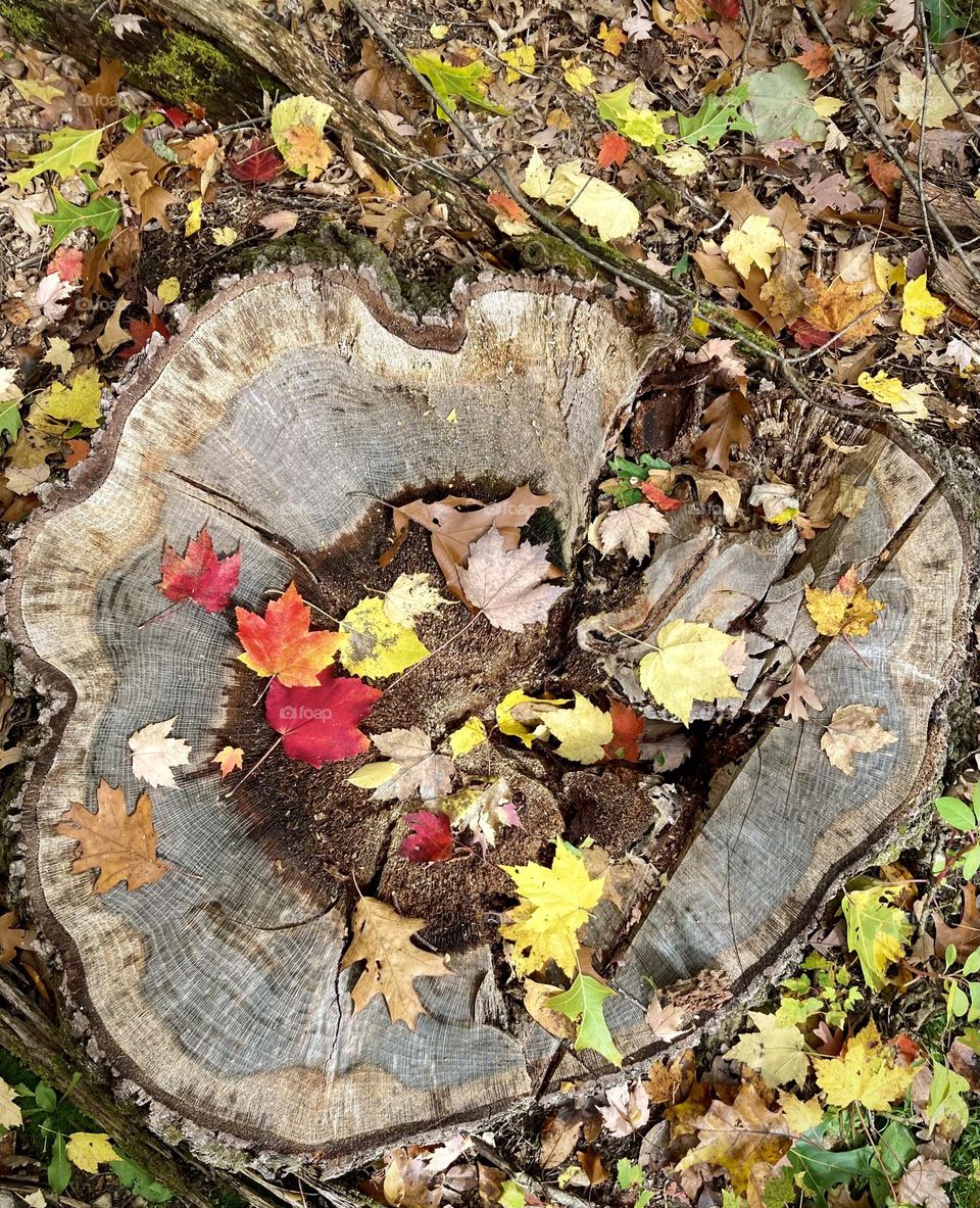 Fall leaves of red and yellow on round stump with tree rings exposed