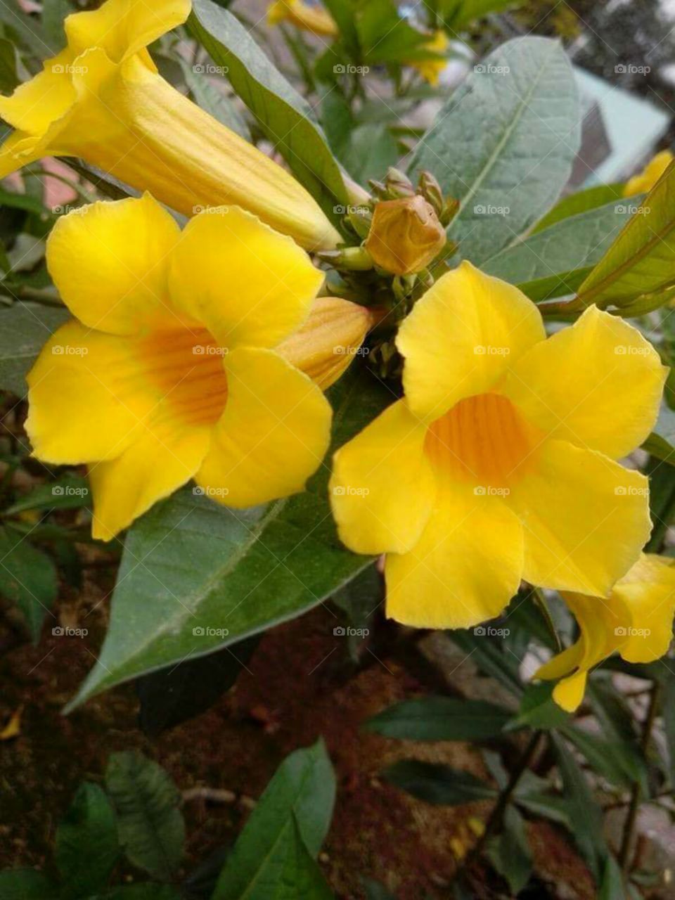 yellow flower