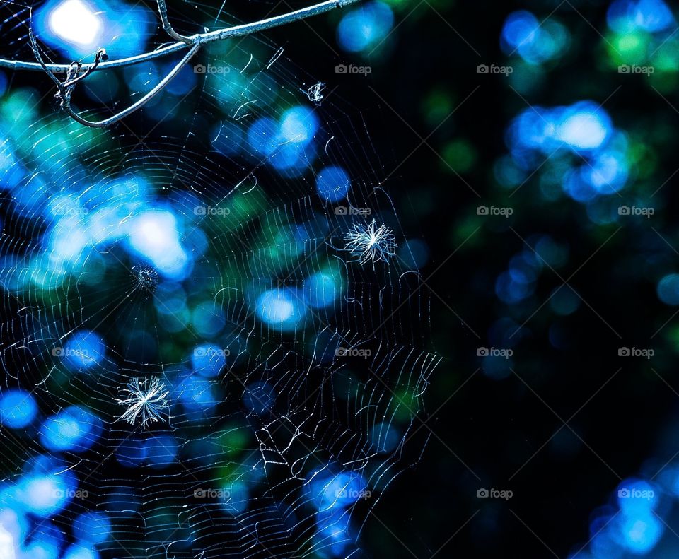Spider web with bokeh