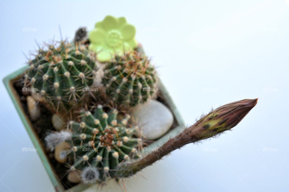 cactus flower bud beautiful blooming on a window house plant