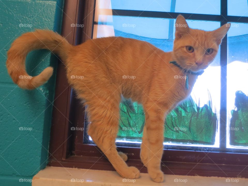 Orange tabby cat in window 