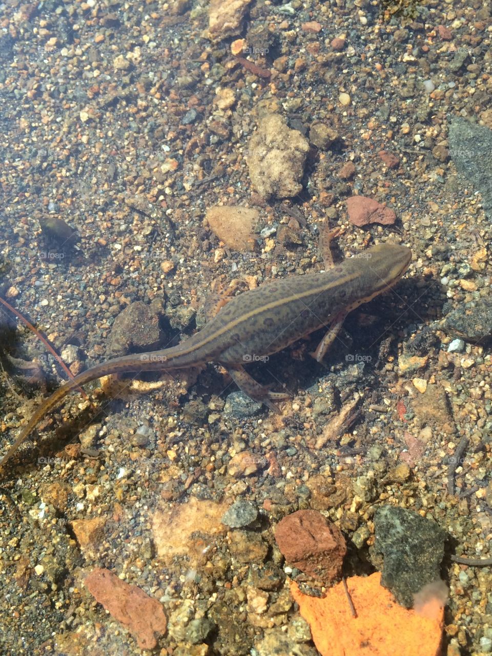 Northern newt