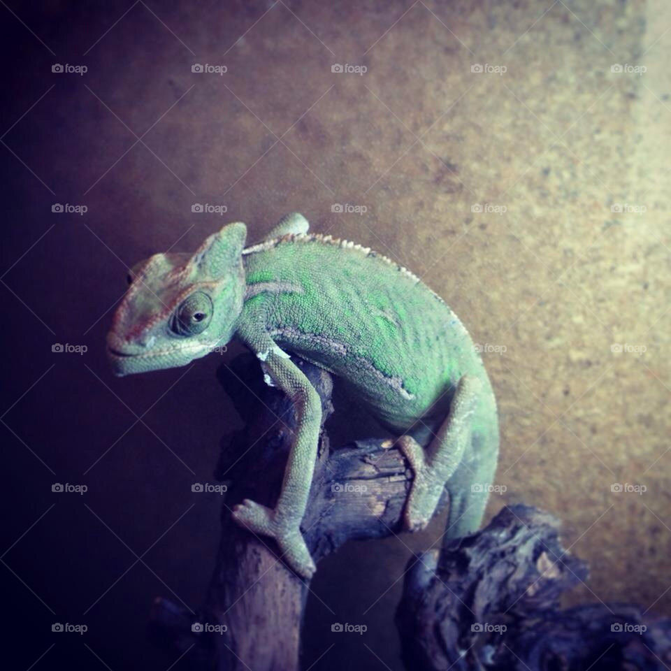 chameleon, green, reptile
