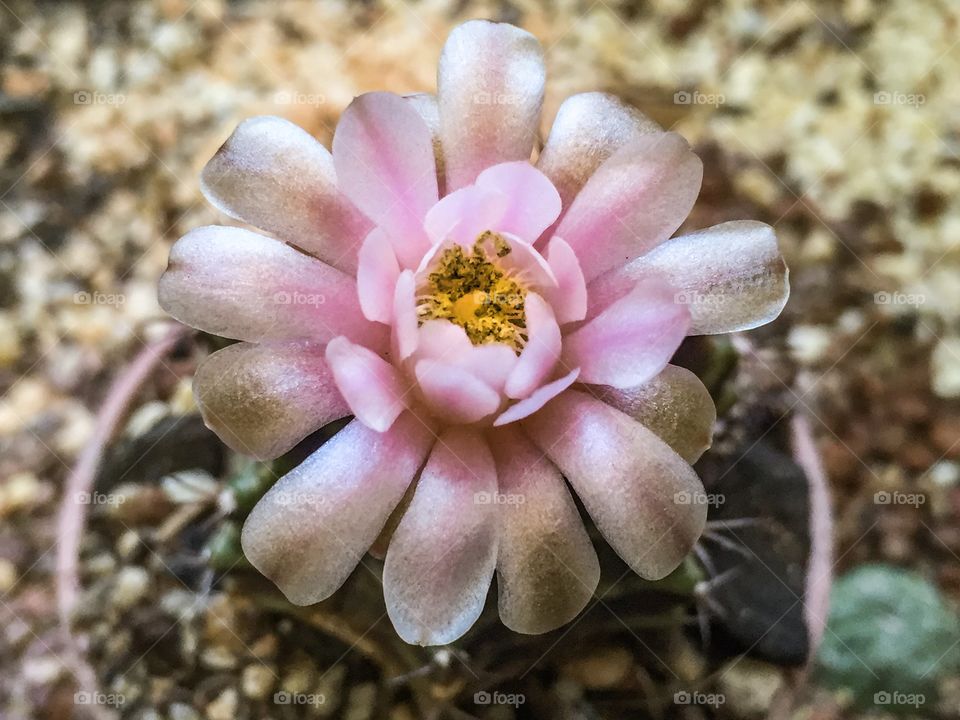 Pinky cactus