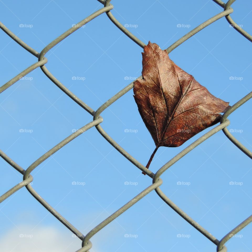 Leaf on fence