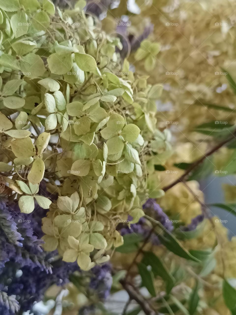 Dried hydrangea close up with othe flowers and greens