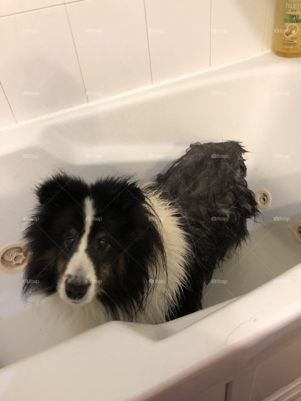 Lilo loves the bath!