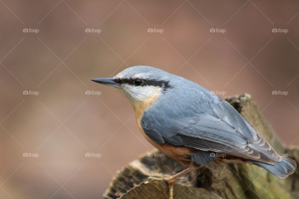 Nuthatch