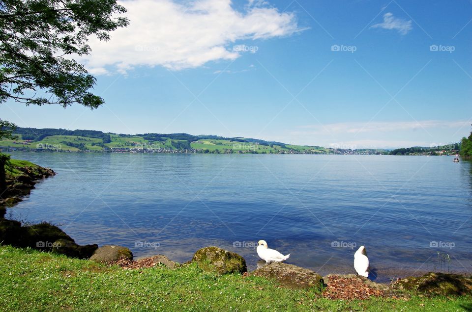 Beautiful lake with white swans and blue sky on nature background.