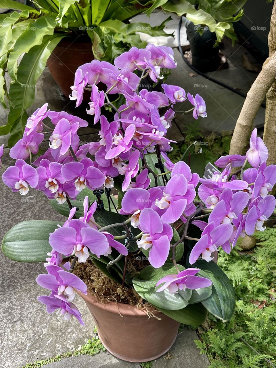 Moth orchid in a clay pot. Pretty,pink and exotic. The flowers are remarkably numerous and pleasing. 