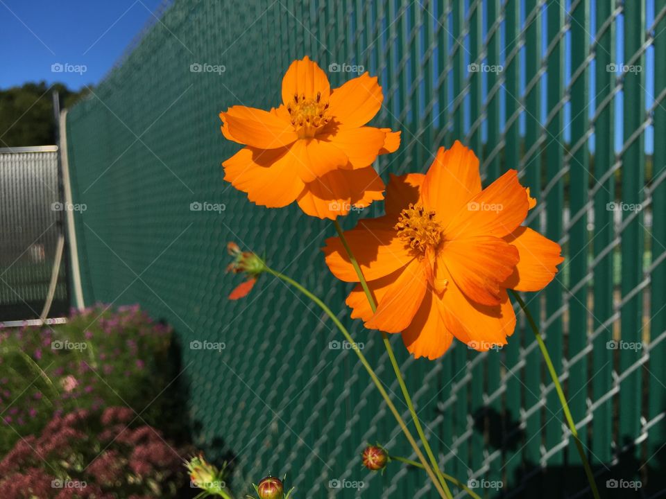 Orange flowers green fence