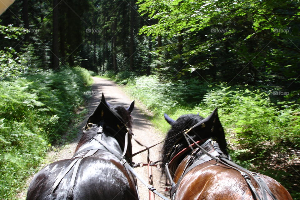 Kutsche fahren